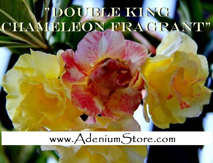 Adenium Obesum 'Double Fragrant Chameleon' 5 Seeds - Click Image to Close